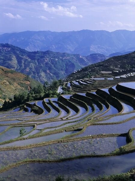 Asia, China, Yunnan, Yuanyang. Rugged mountainside covered with flooded rice terraces