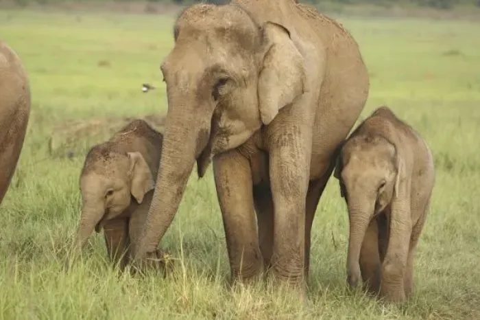 Framed Print : Asia, India