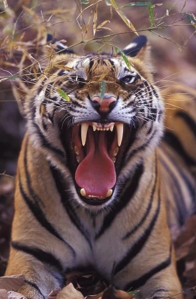 Asia, India, Bandhavagarth National Park, A 20-month-old male tiger cub yawning (Bathan)