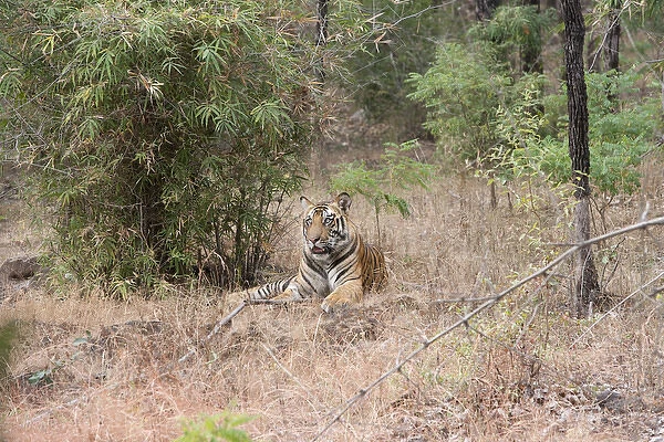 Asia, India, Bandhavgarh National Park. Tiger (Panthera tigris)