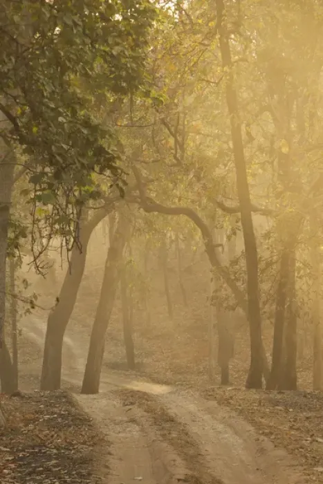 Framed Print : Asia, India, Bandhavgarh National Park, early morning fog, tree lined road Framed Print : Asia, India, Bandhavgarh National Park, early morning fog, tree lined road