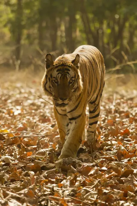 Framed Print : Asia, India, Bandhavgarh National Park, Bengal Tiger, Panthera tigris tigris, walking