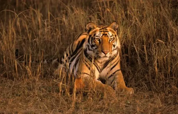 Framed Print : Asia, India, Bandhavgarh National Park. Tiger (Panthera tigris)