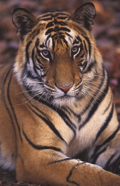 Asia, India, Bandhavgarth National Park, Portrait of a 20-month-old male tiger cub