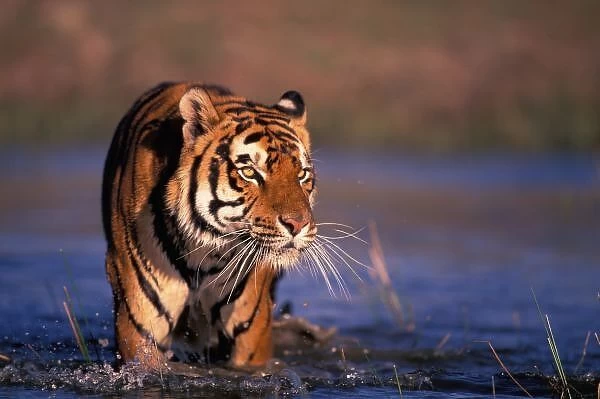 Asia, India, Bengal tiger (Panthera tigris); captive