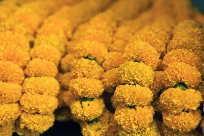 Framed Print : Asia, India, Calcutta. Cultivated marigolds are sold in the flower market as garlands for rituals