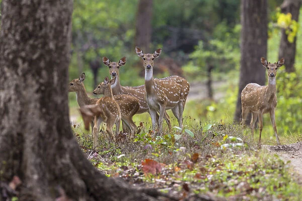Asia. India. Chital, or spotted deer (Axis axis) at Kanha Tiger Reserve (NP)