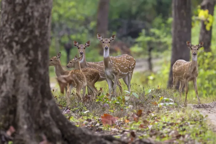 Framed Print : Asia. India. Chital, or spotted deer (Axis axis) at Kanha Tiger Reserve (NP) Framed Print : Asia. India. Chital, or spotted deer (Axis axis) at Kanha Tiger Reserve (NP)