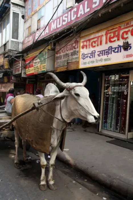 Framed Print : Asia, India, Delhi. Ox pulling cart, Chandni Chowk Framed Print : Asia, India, Delhi. Ox pulling cart, Chandni Chowk