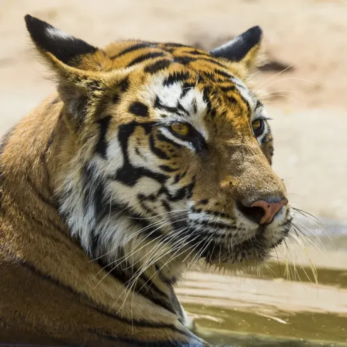 Framed Print : Asia. India. Female Bengal tiger (Pantera tigris tigris) enjoys the cool of a water