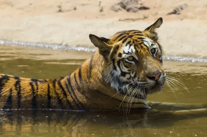 Framed Print : Asia. India. Female Bengal tiger (Pantera tigris tigris) enjoys the cool of a water