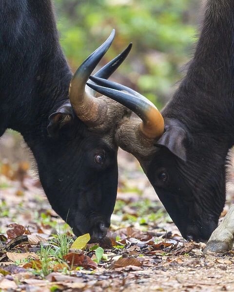 Asia. India. Gaur, or Indian wild bison (Bos gaurus) face off at Kanha tiger reserve