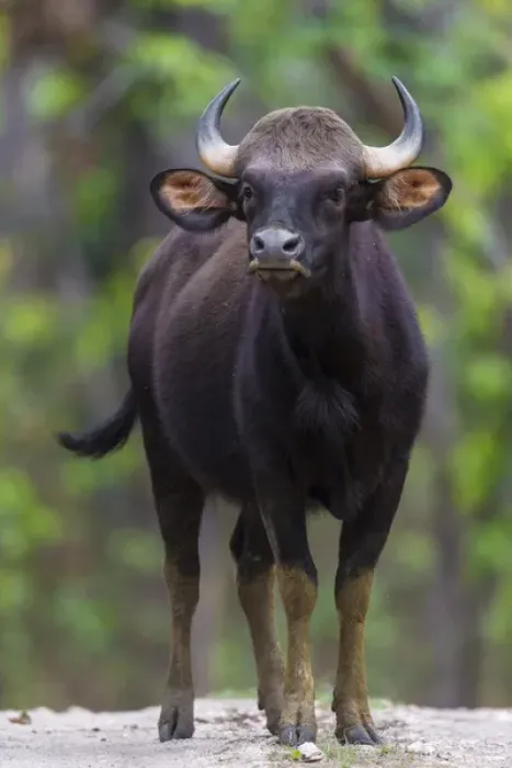 Framed Print : Asia. India. Gaur, or Indian wild bison (Bos gaurus) at Kanha tiger reserve Framed Print : Asia. India. Gaur, or Indian wild bison (Bos gaurus) at Kanha tiger reserve