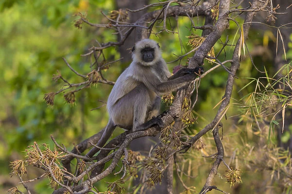 Asia. India. Grey langur, or Hanuman langur (Semnopithecus entellus) at Bandhavgarh