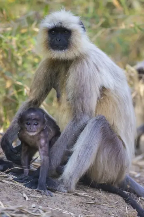 Framed Print : Asia. India. Grey langur, or Hanuman langur (Semnopithecus entellus) at Bandhavgarh Framed Print : Asia. India. Grey langur, or Hanuman langur (Semnopithecus entellus) at Bandhavgarh