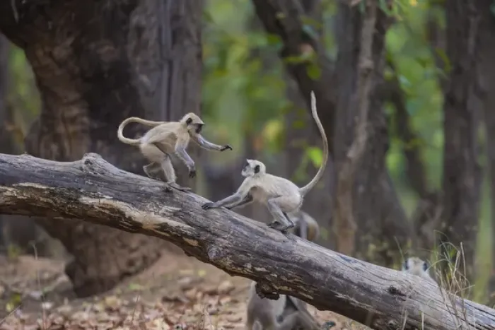 Framed Print : Asia. India. Grey langur, or Hanuman langur (Semnopithecus entellus) at Bandhavgarh