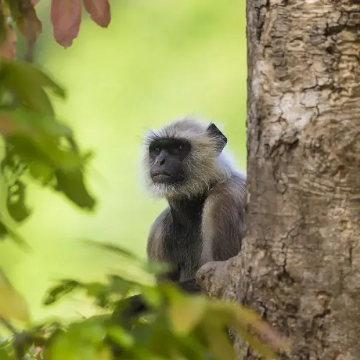 Framed Print : Asia. India. Grey langur, or Hanuman langur (Semnopithecus entellus) at Bandhavgarh Framed Print : Asia. India. Grey langur, or Hanuman langur (Semnopithecus entellus) at Bandhavgarh