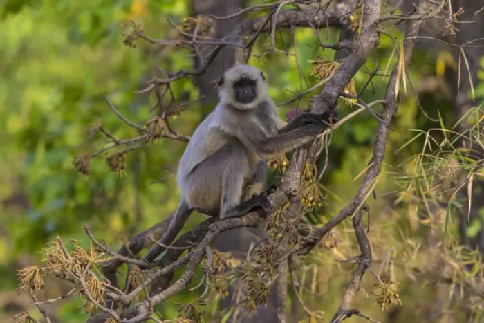 Framed Print : Asia. India. Grey langur, or Hanuman langur (Semnopithecus entellus) at Bandhavgarh Framed Print : Asia. India. Grey langur, or Hanuman langur (Semnopithecus entellus) at Bandhavgarh