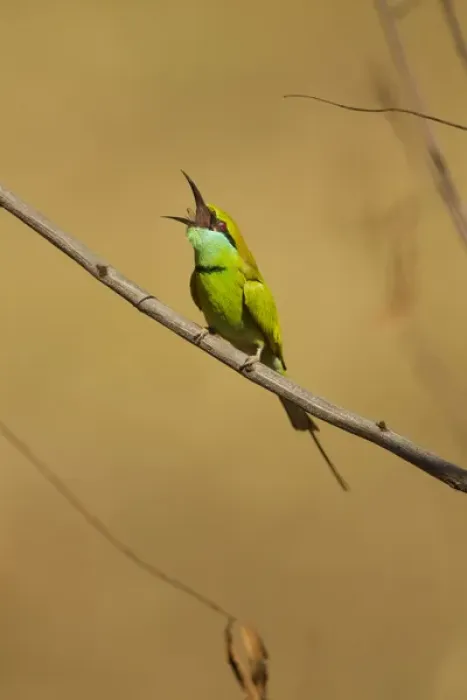 Framed Print : Asia, India, Kanha National Park, Little Green Bee-eater, Merops orientalis, on branch