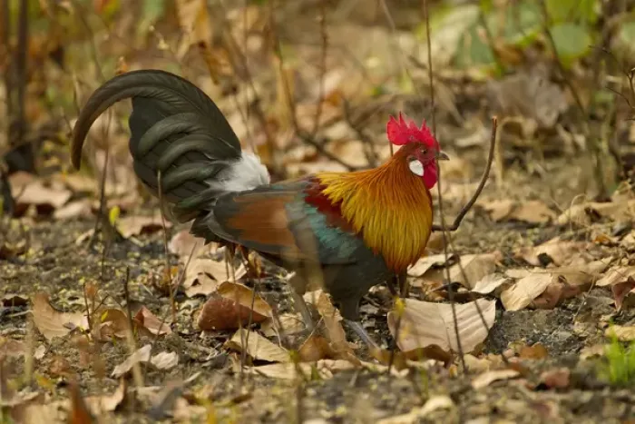 Framed Print : Asia, India, Kanha National Park, Madhya Pradesh, Red junglefowl, Gallus gallus, male Framed Print : Asia, India, Kanha National Park, Madhya Pradesh, Red junglefowl, Gallus gallus, male