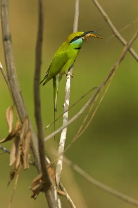 Framed Print : Asia, India, Kanha National Park, Madhya Pradesh, Green Bee-eater, Merops orientalis