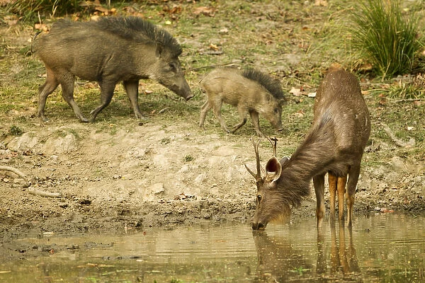 Asia, India, Kanha National Park, Madhya Pradesh, Sambar, Rusa unicolor, standing