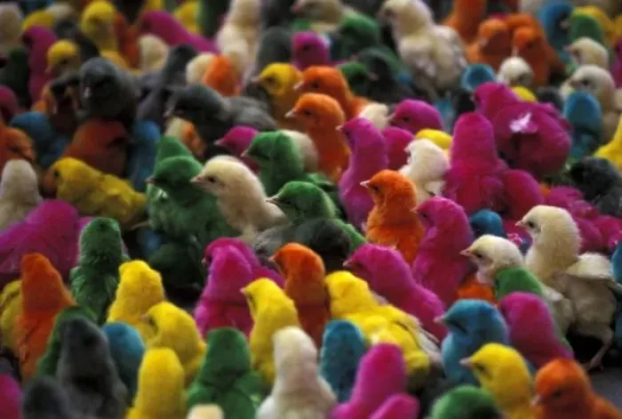 Framed Print : Asia, India, Karnataka, Mysore. Colored chicks for Holi, a spring ritual