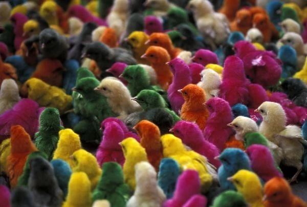 Asia, India, Karnataka, Mysore. Colored chicks for Holi, a spring ritual