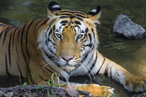 Asia. India. Male Bengal tiger (Pantera tigris tigris) enjoys the cool of a water