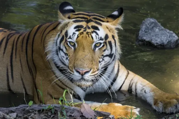 Framed Print : Asia. India. Male Bengal tiger (Pantera tigris tigris) enjoys the cool of a water Framed Print : Asia. India. Male Bengal tiger (Pantera tigris tigris) enjoys the cool of a water