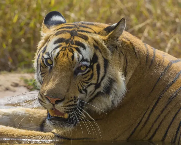Framed Print : Asia. India. Male Bengal tiger (Pantera tigris tigris) enjoys the cool of a water