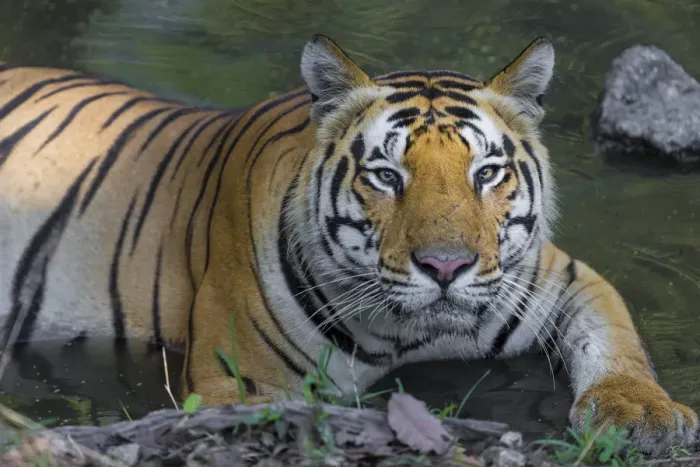Framed Print : Asia. India. Male Bengal tiger (Pantera tigris tigris) enjoys the cool of a water Framed Print : Asia. India. Male Bengal tiger (Pantera tigris tigris) enjoys the cool of a water