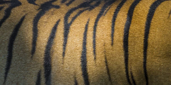 Asia. India. Male Bengal tiger skin (Pantera tigris tigris) showing the stripes that