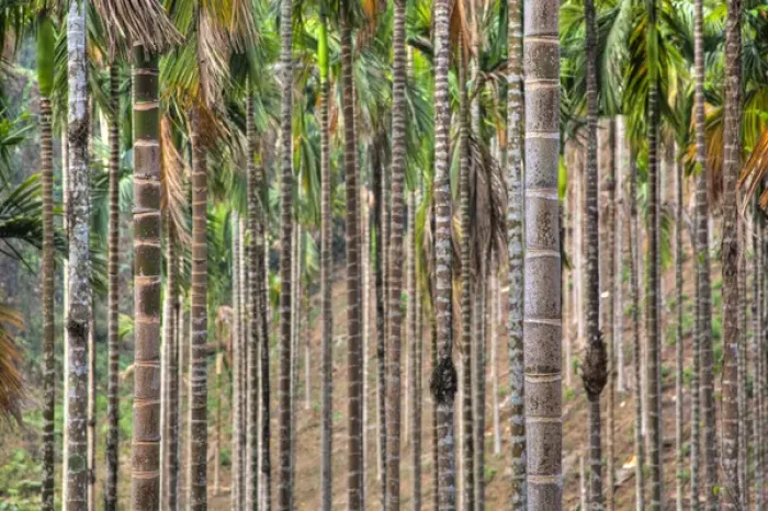 Framed Print : Asia, India, Meghalaya, Bajengdoba. Beetle nut trees. Trunk detail