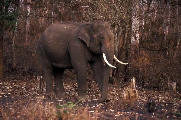 Asia, India, Nargahole National Park. Indian Elephant (Elaphus bengalensis)