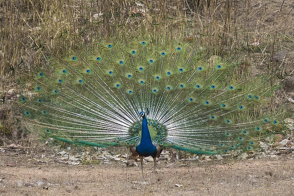 Asia. India. Peacock (Pavo cristatus) on display at Bandahavgarh Tiger Reserve