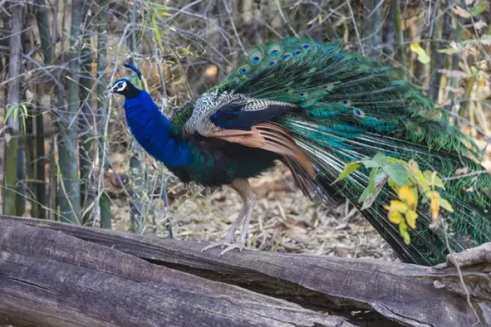 Framed Print : Asia. India. Peacock (Pavo cristatus) on display at Bandahavgarh Tiger Reserve