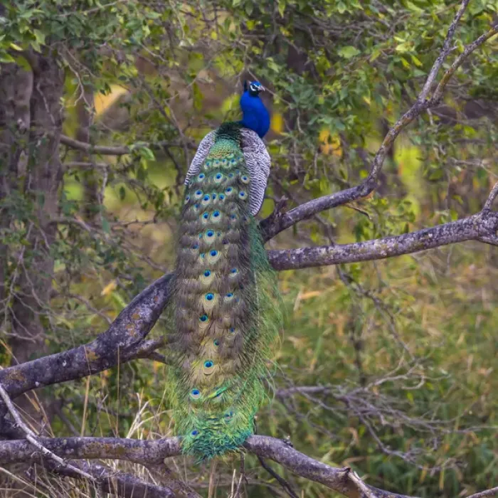 Framed Print : Asia. India. Peacock (Pavo cristatus) on display at Bandahavgarh Tiger Reserve Framed Print : Asia. India. Peacock (Pavo cristatus) on display at Bandahavgarh Tiger Reserve
