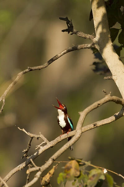 Asia, India, Pench National Park, Madhya Pradesh, White-throated Kingfisher, Halcyon smyrnensis