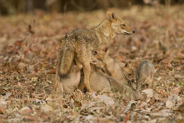 Asia, India, Pench National Park, Madhya Pradesh, Jackal, Canis aureus indicus
