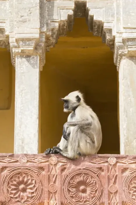 Framed Print : Asia, India, Rajasthan, Jaipur, Amber Fort. Monkey in the courtyard Framed Print : Asia, India, Rajasthan, Jaipur, Amber Fort. Monkey in the courtyard