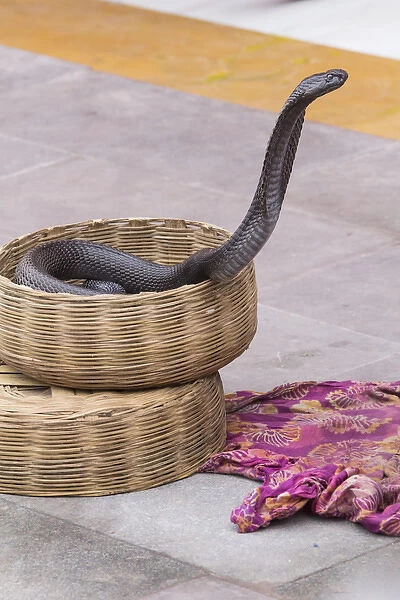 Asia, India, Rajasthan, Jaipur, snake charmers snake coming out of its basket