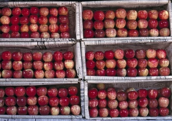 Asia, India, Rajasthan, Jodhpur. Apples are arranged in neat rows in their boxes