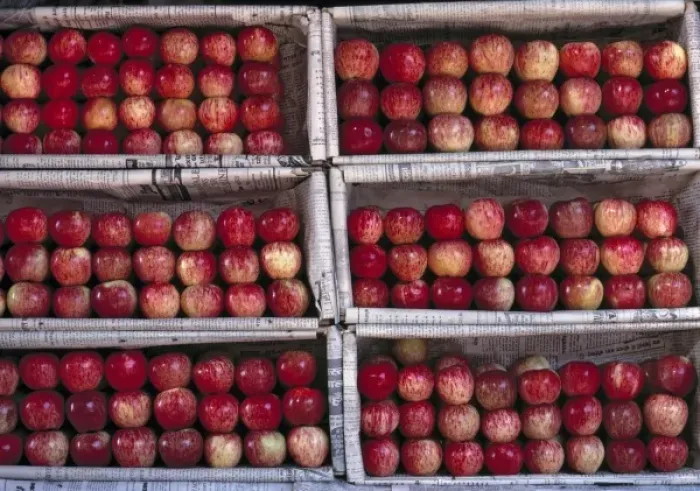 Framed Print : Asia, India, Rajasthan, Jodhpur. Apples are arranged in neat rows in their boxes Framed Print : Asia, India, Rajasthan, Jodhpur. Apples are arranged in neat rows in their boxes