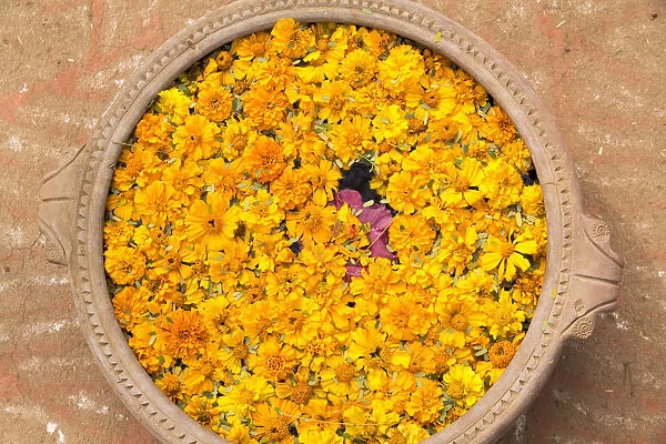 Asia, India, Rajasthan, an offering of marigold flowers centered with a lotus blossom