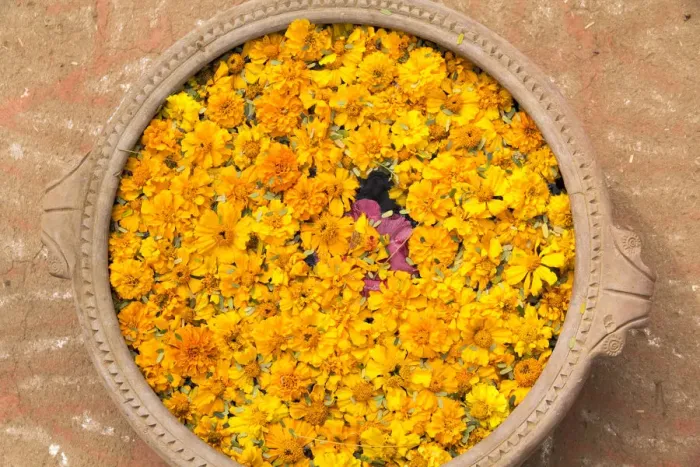 Framed Print : Asia, India, Rajasthan, an offering of marigold flowers centered with a lotus blossom