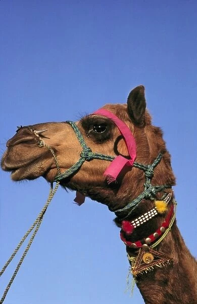 Asia, India, Rajasthan, Pushkar. A bedizened camel waits patiently at the Pushkar