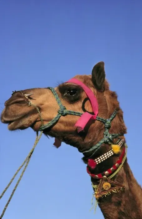 Framed Print : Asia, India, Rajasthan, Pushkar. A bedizened camel waits patiently at the Pushkar