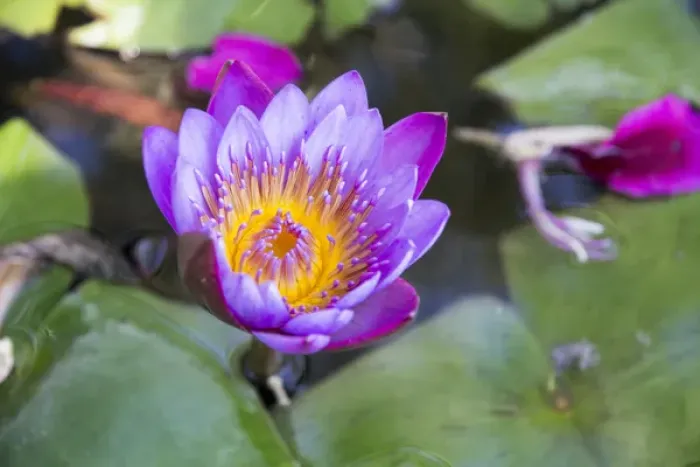 Framed Print : Asia, India, Rajasthan, Udaipur, water lily blossom in pond Framed Print : Asia, India, Rajasthan, Udaipur, water lily blossom in pond