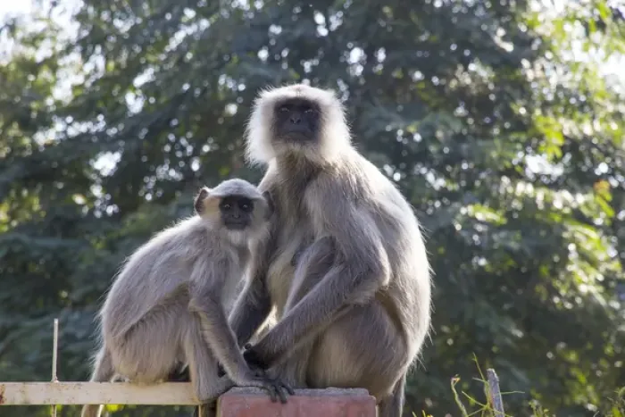 Framed Print : Asia, India, Rajasthan, Udaipur, Langur monkeys, mother and baby